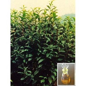 Tea tree oil