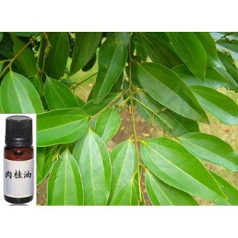 Cassia oil