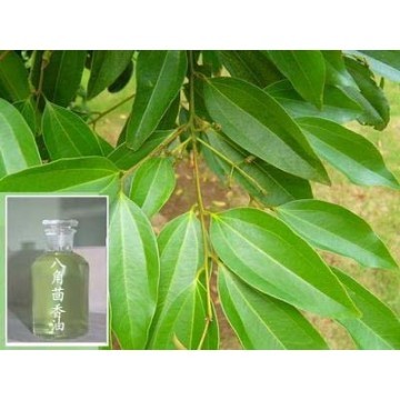 Star anise oil 