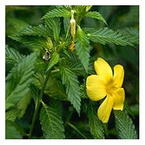 Damiana extract