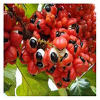 Organic Guarana extract