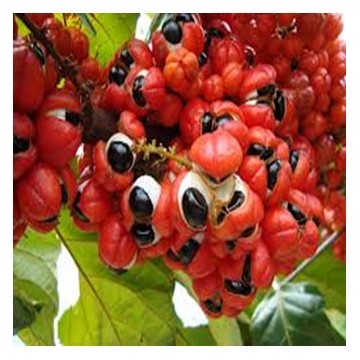 Organic Guarana extract