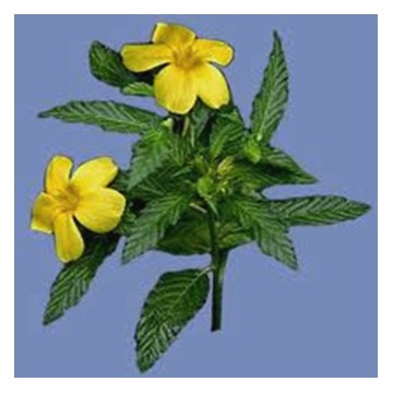 Damiana powder