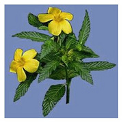 Damiana powder