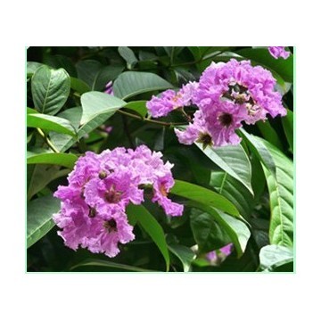 Lagerstroemia Speciosa Extract with corosolic acid 