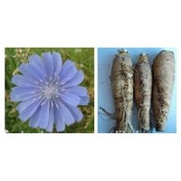 chicory root extract 