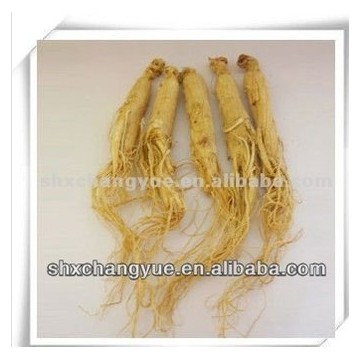 ginseng extract 