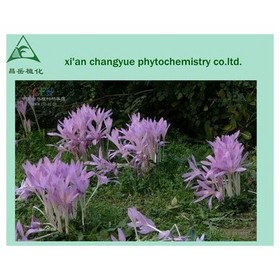 Colchicum autumnale Extract colchicine powder 