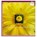 fine powder marigold extract lutein