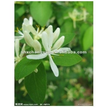 100% Natural HoneySuchle Flowers Extract 