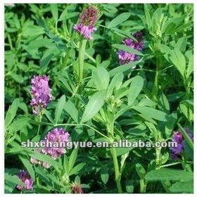 Natural Alfalfa Extract Flavones 