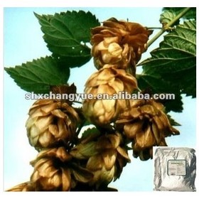 Humulus lupulus hops Extract Powder 