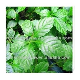 Anti-inflammatory detoxification gynostemma pentaphyllum leaf extract