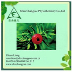 Manufacturer Supply Natural Paclitaxel Extract 