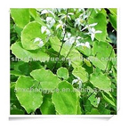 ine powder epimedium grandiflorum extract icariin 