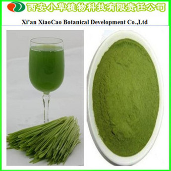 Supply High Quality Wheatgrass Powder