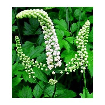 Black Cohosh Extract