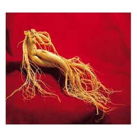 Ginseng Extract