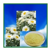 Chrysanthemum Extract