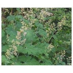 Macleaya Cordata Extract