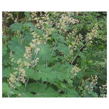 Macleaya Cordata Extract