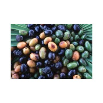 Saw Palmetto Extract