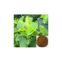Mulberry Leaves Extract 