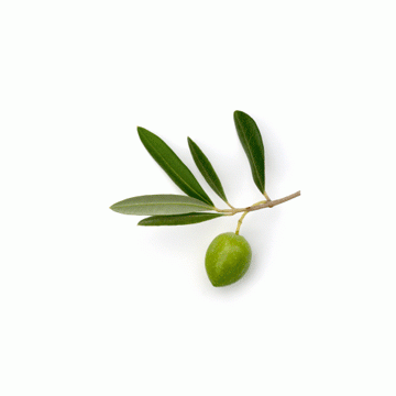 Olive Leaf Extract