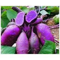 Purple Sweet Potato Red Pigment