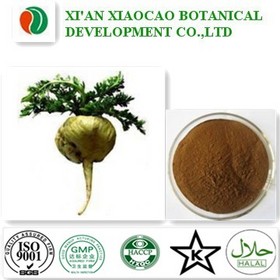 Maca Extract Powder