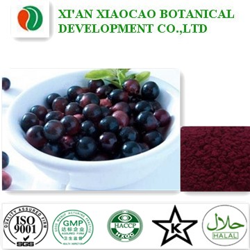 Acai Berry Extract Powder