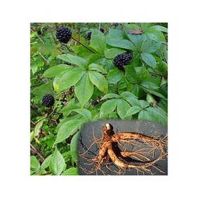 Siberian Ginseng Extract