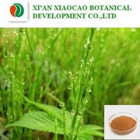 Horsetail Extract