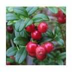 Lingonberry Fruit Powder