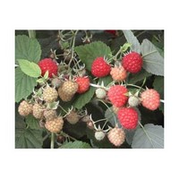 Raspberry Extract Powder