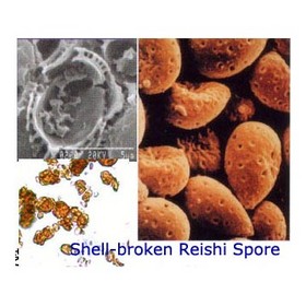 Reishi Mushroom Extract