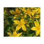 St. John's Wort Extract