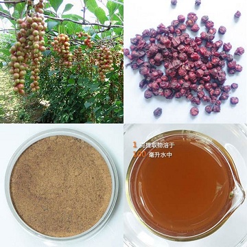 Schisandra Extract，Schisandrins＞20％HPLC