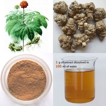 Panax Notoginseng Root Extract 10~60%HPLC