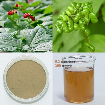  Panax Ginseng Berry Extract