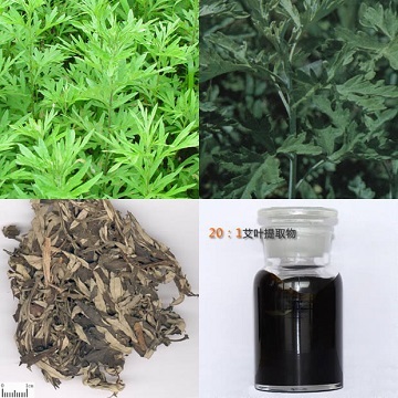 Argy wormwood leaf extract