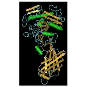 9001-62-1 Lipase Enzyme