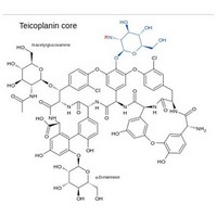 Antibiotics Teicoplanin