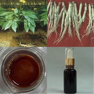 Panax Ginseng Root Oil