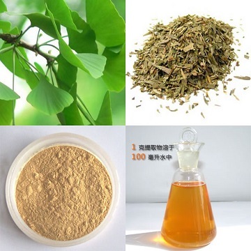 Ginkgo Biloba Leaves Extract 