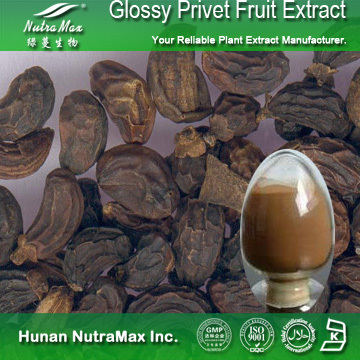 100% Natural R Glossy Privet Fruit Extract  Oleanolic Acid 10%~98%
