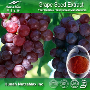 100% Natural Grape Seed Extract OPC 95%