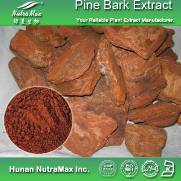 100% Natural Pine Bark Extract OPC95% 
