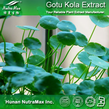 100%Nutramax Supplier -  Gotu Kola ExtractMadecassoside 90%-95%