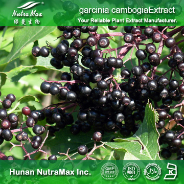 100%Nutramax Supplier -sambucus williamsii hance extract10:1